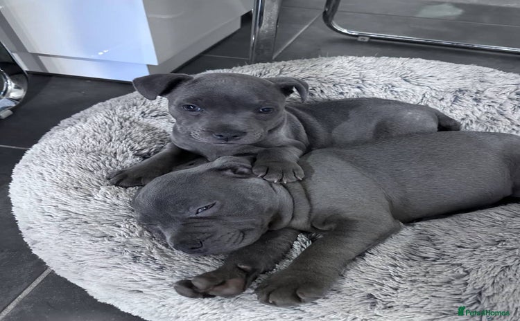 Staffordshire Bull Terrier dogs - Advert 4