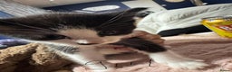 Mixed Breed cats for sale: Black and white kittens  - Advert 4
