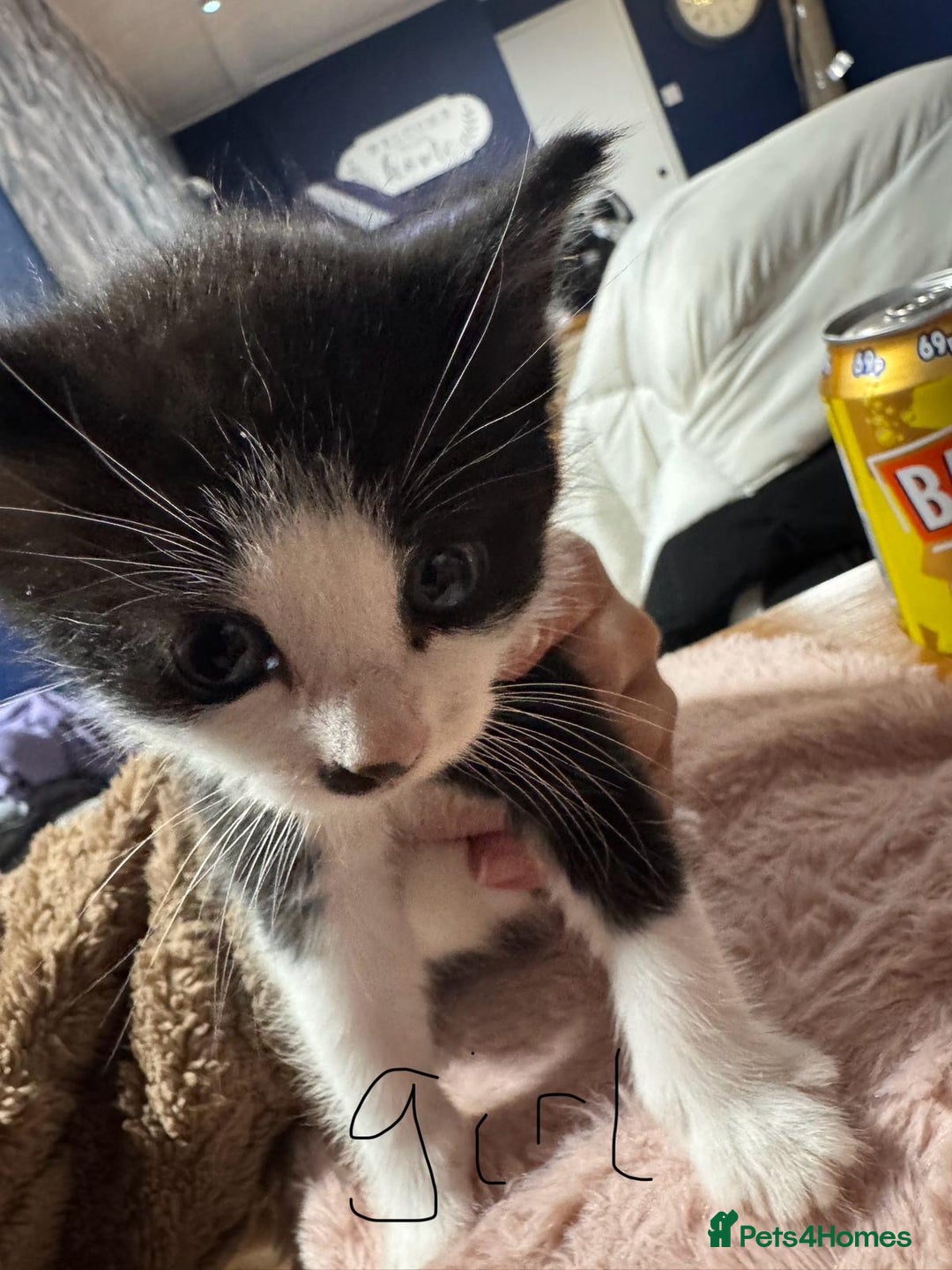 Mixed Breed cats for sale: Black and white kittens  - Advert 4