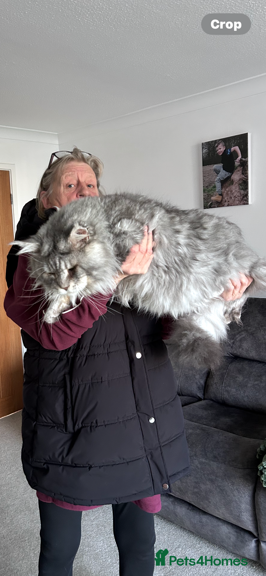 Maine Coon cats for sale: Maincoone kittens - Advert 6