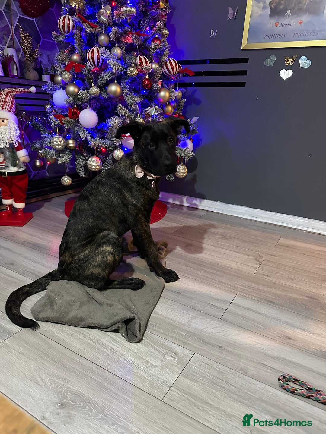 Mixed Breed dogs for sale: German shepherd x cane corsso - Advert 1