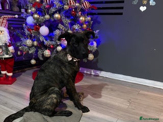 Mixed Breed dogs German shepherd x cane corsso - Advert 1