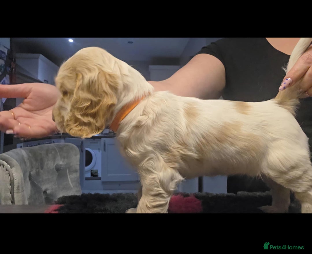 Cocker Spaniel dogs for sale: Cocker Spaniel Puppies - Advert 10