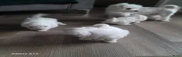 Maltese dogs for sale: Outstanding Pedigree Maltese puppets for sale - Advert 17