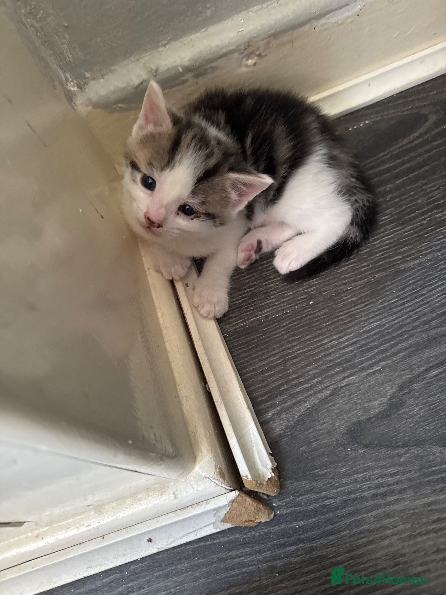 Mixed Breed cats Kittens for sale  - Advert 4