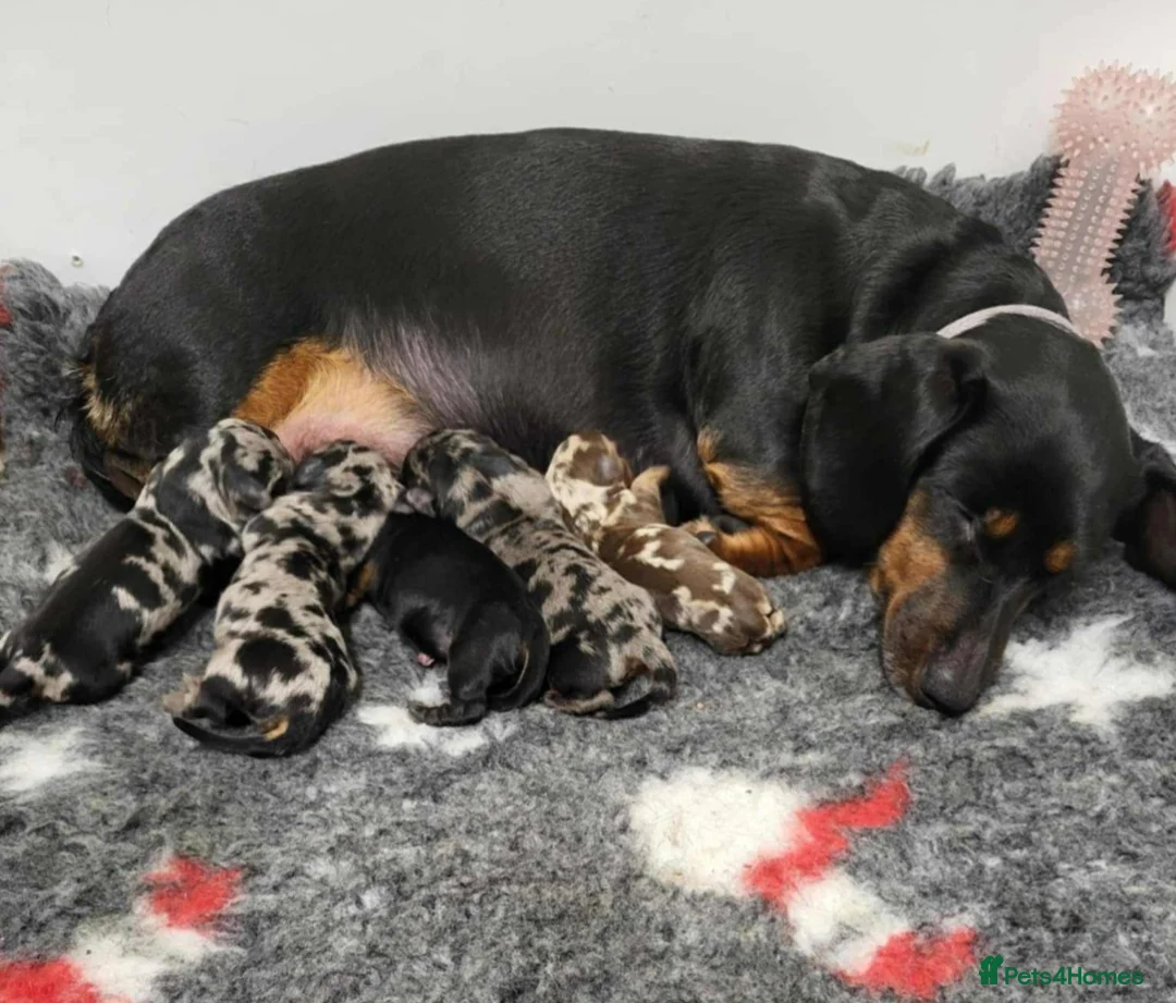 Miniature Dachshund dogs for stud: Choc & Tan Minature Dachshund STUD - Advert 18