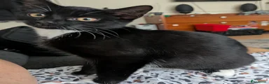 British Shorthair Kitten 2