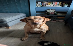 Labrador Retriever dogs for sale: Fox red Labrador puppies for sale - Image 2