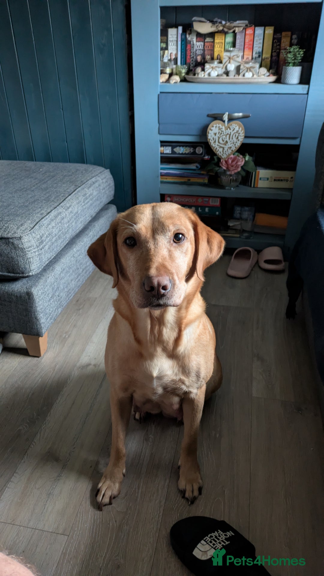 Labrador Retriever dogs for sale: Fox red Labrador puppies for sale - Image 2