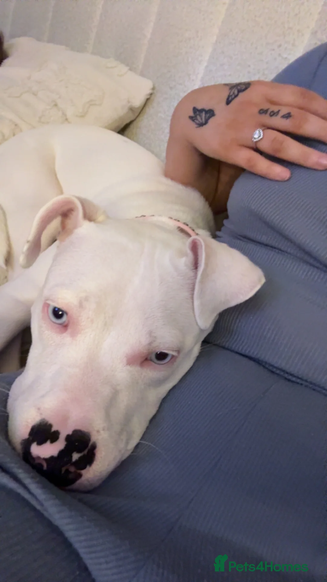 Staffordshire Bull Terrier dogs for sale: Blue eyed long legged staffy  in Andover - Advert 2