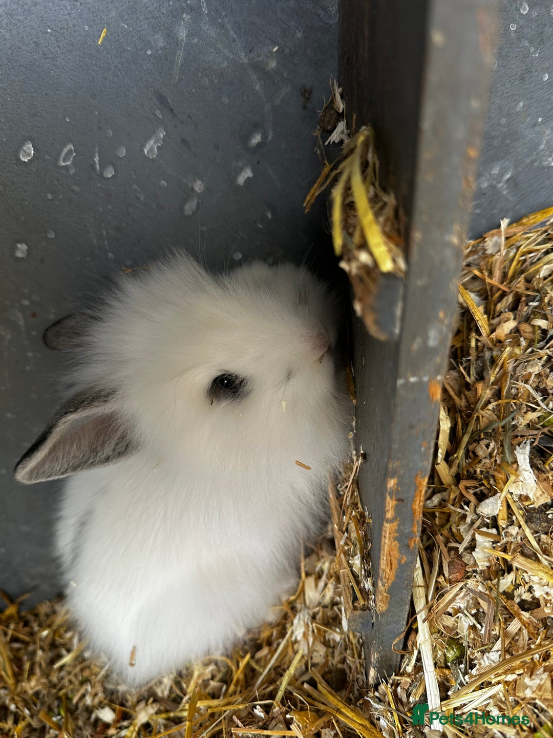 Lionhead rabbits for sale: Baby lion head rabbits for sale - Image 8