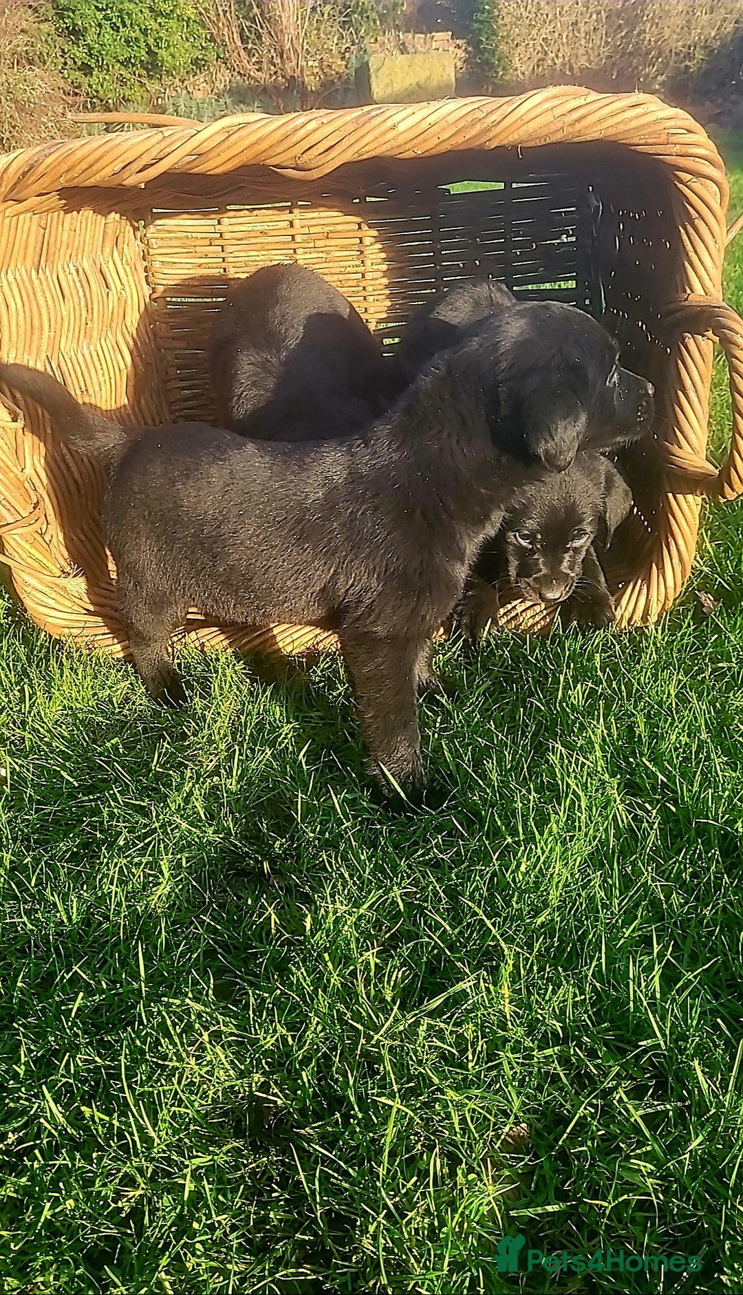 Labrador Retriever dogs for sale: Labrador puppies  - Advert 5