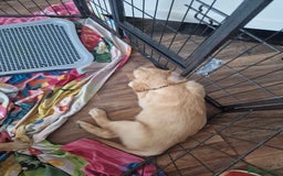 Golden Retriever dogs for sale: 🦮 two beautiful boys available  ❤️❤️ in Aberystwyth - Image 33