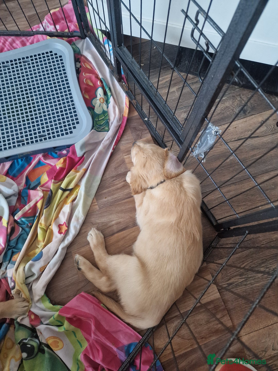 Golden Retriever dogs for sale: 🦮 two beautiful boys available  ❤️❤️ in Aberystwyth - Image 33