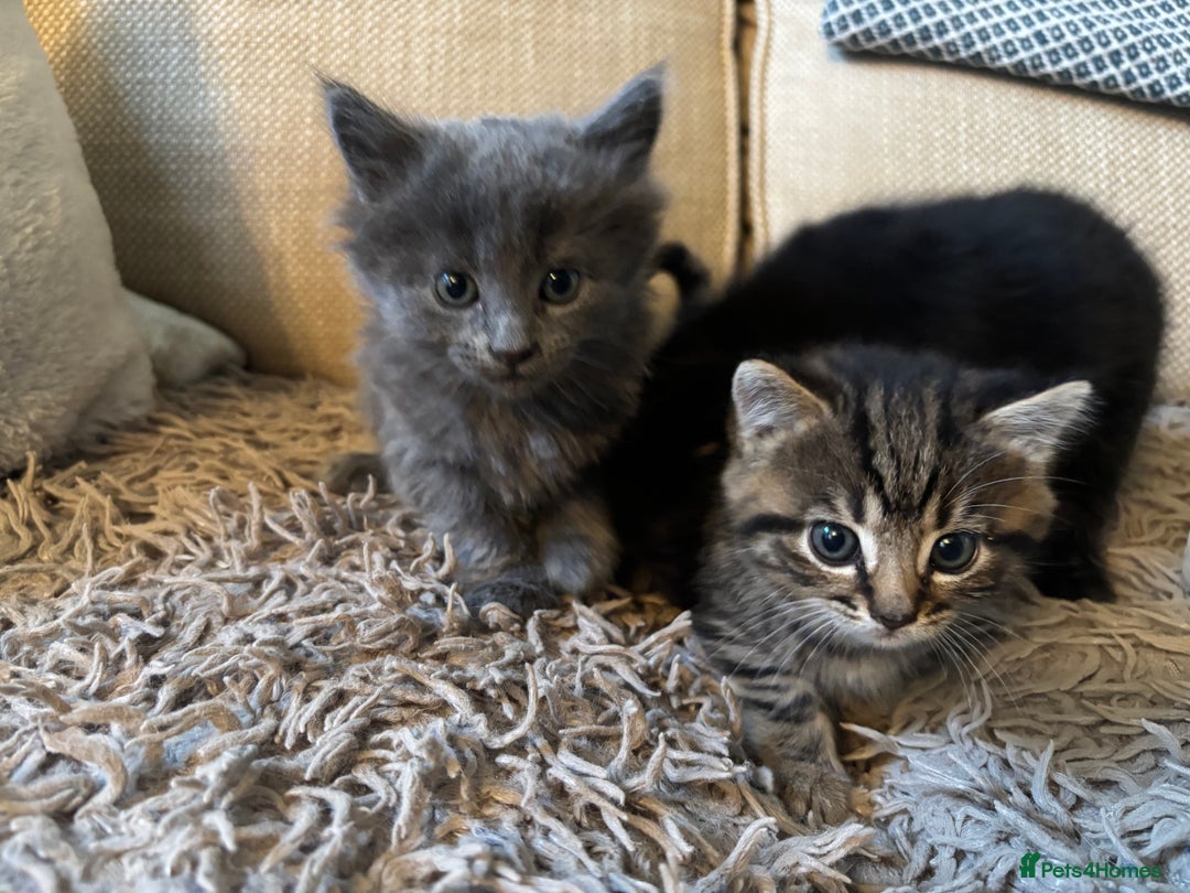 Mixed Breed cats for sale: 3 gorgeous kittens available  - Image 4