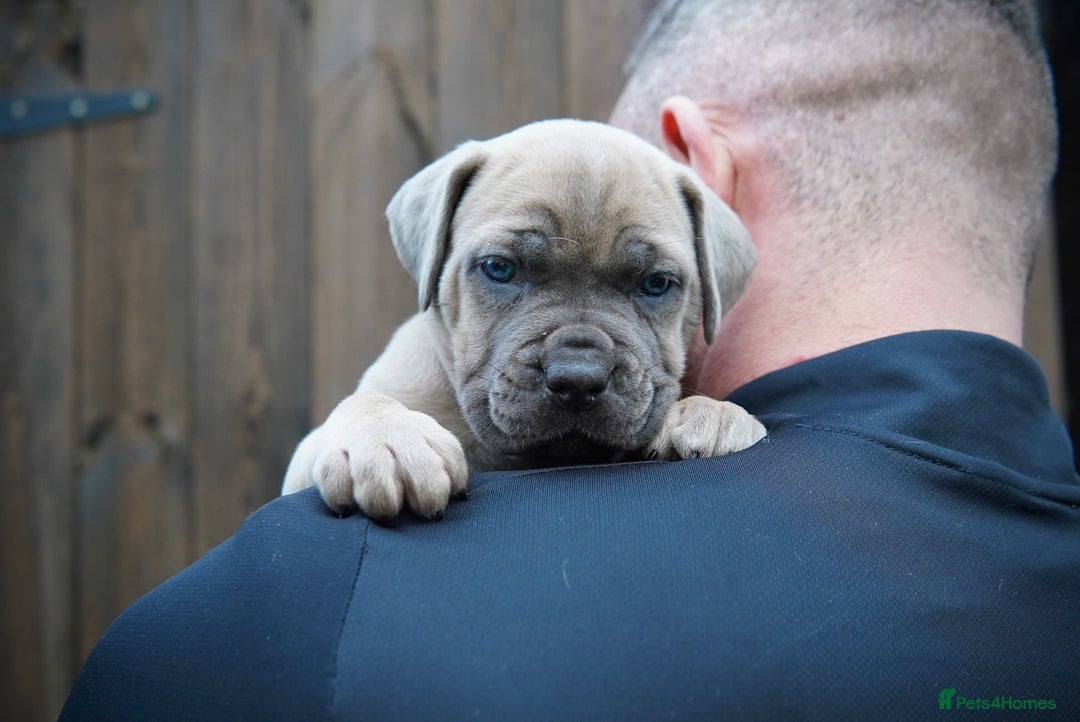 Cane Corso dogs for sale: ICCF Registered Cane Corsos  - Advert 19