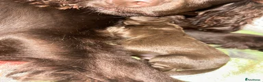 Cocker Spaniel 2