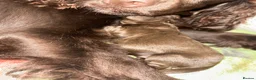 Cocker Spaniel dogs for sale:  Cocker Spaniel Puppies – Ready to Reserve! 🐾 - Advert 6