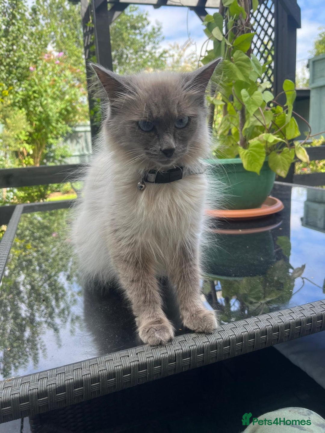 Ragdoll cats for sale: Two half ragdoll kittens - Image 4