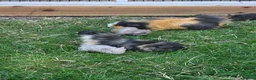 Guinea Pig rodents for sale: Guinea pigs for sale - Advert 1