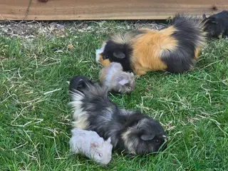 Guinea Pig rodents Guinea pigs for sale - Advert 19