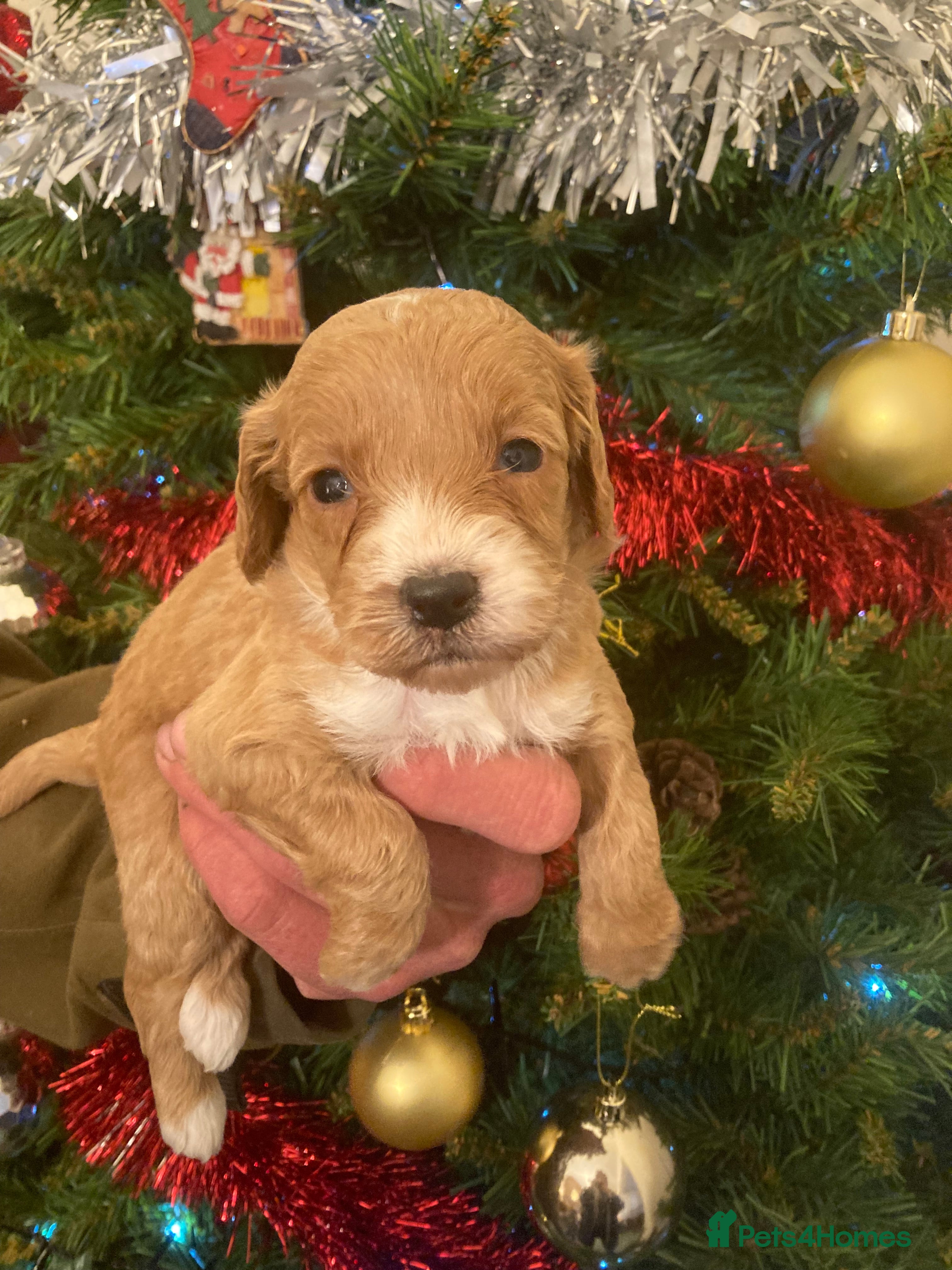 Cockapoo dogs F1 cockapoos - Advert 3