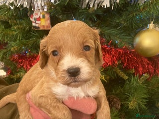 Cockapoo dogs F1 cockapoos - Advert 2