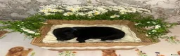 Labrador Retriever dogs for sale: 🖤 KC REGISTERED BLACK LABRADOR PUPPIES 🖤 - Advert 5