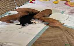 Jackapoo dogs for sale: 3 Beautiful F1B Jackapoo puppies. - Image 8