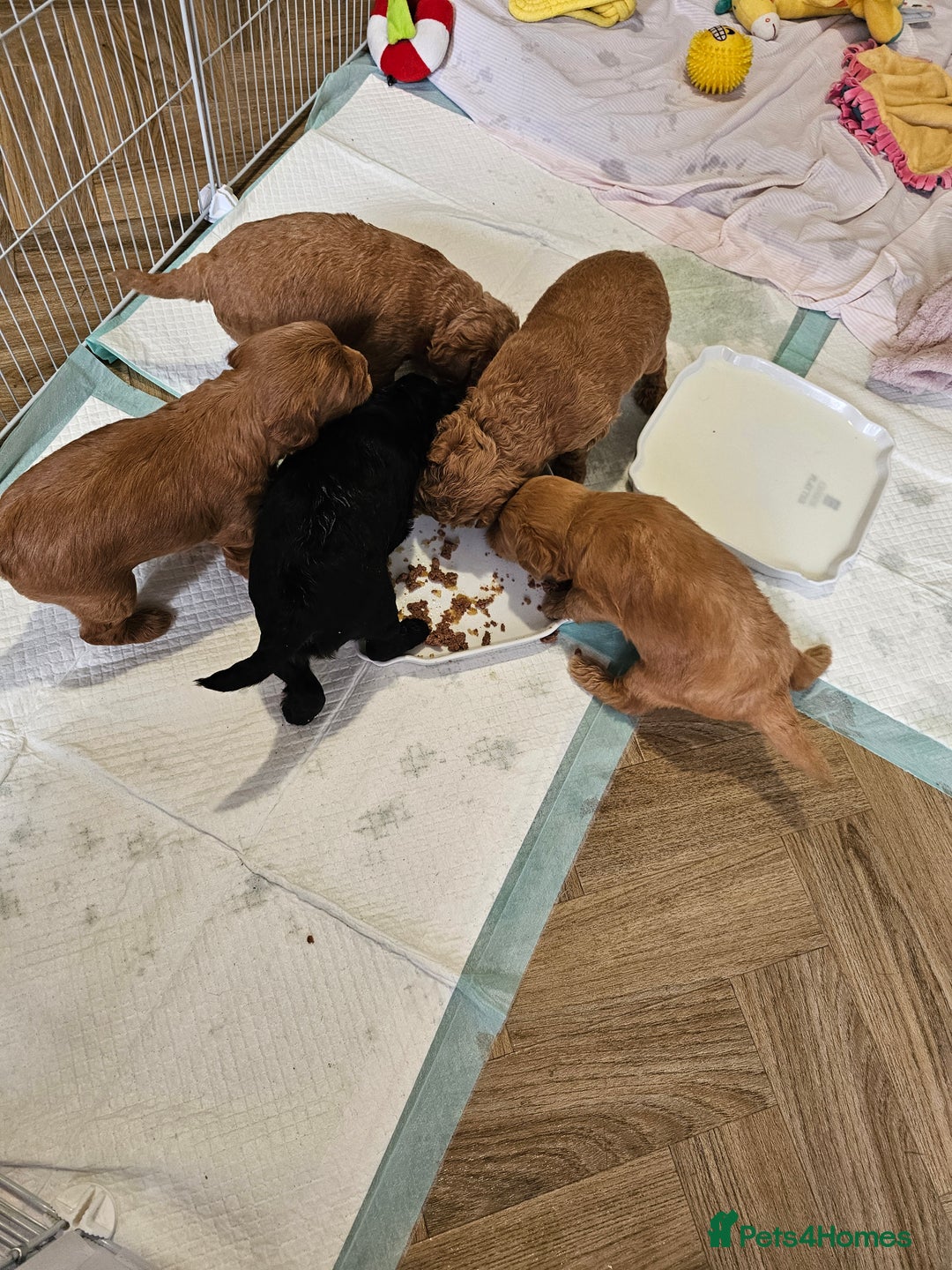 Jackapoo dogs for sale: 3 Beautiful F1B Jackapoo puppies. - Image 8
