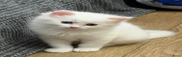 Mixed Breed cats for sale: Snowy kitten and calico  - Advert 5