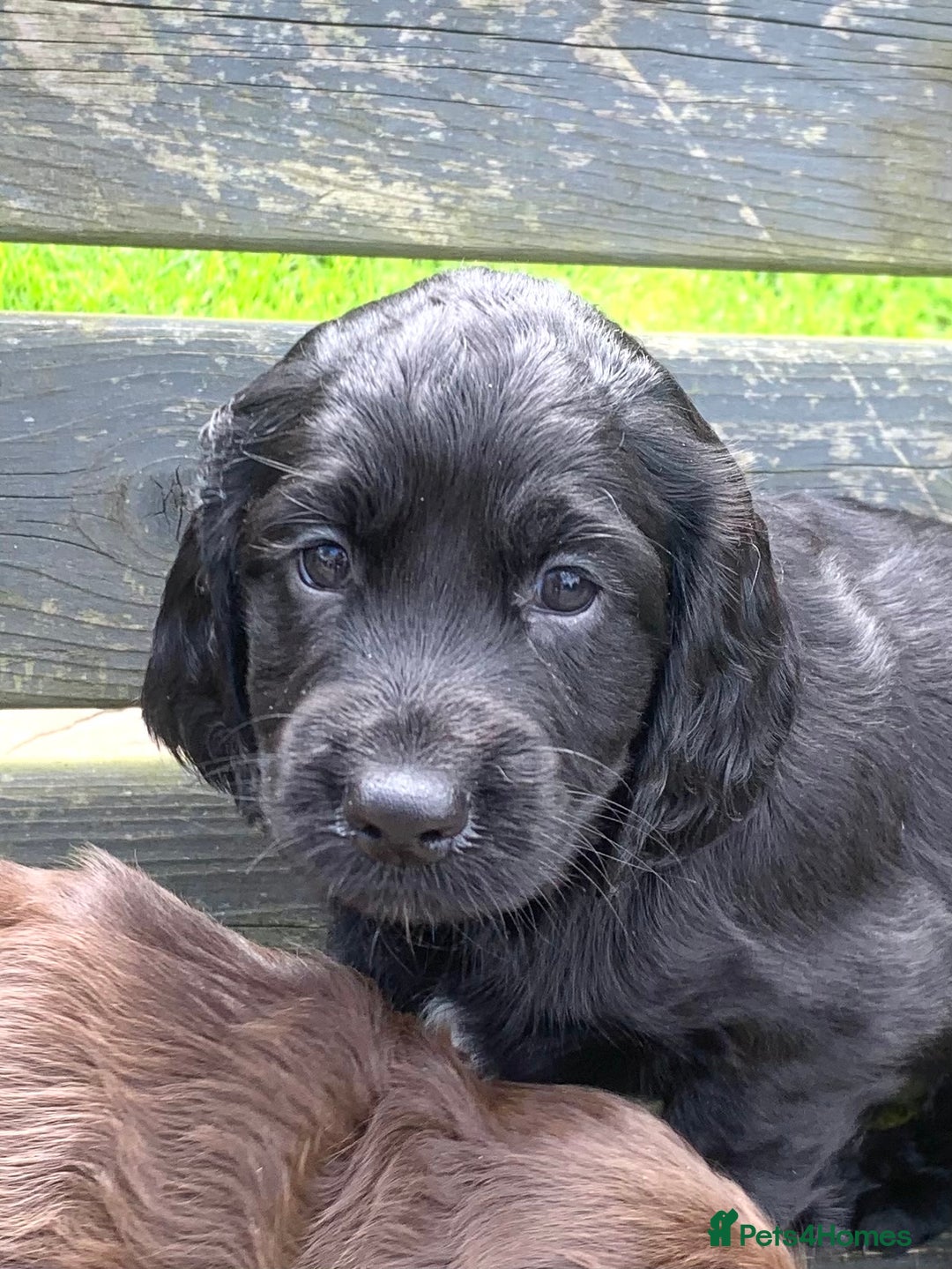 Cocker Spaniel dogs for stud: Boris (Bryn Rhos Major) for stud in Ammanford - Advert 11