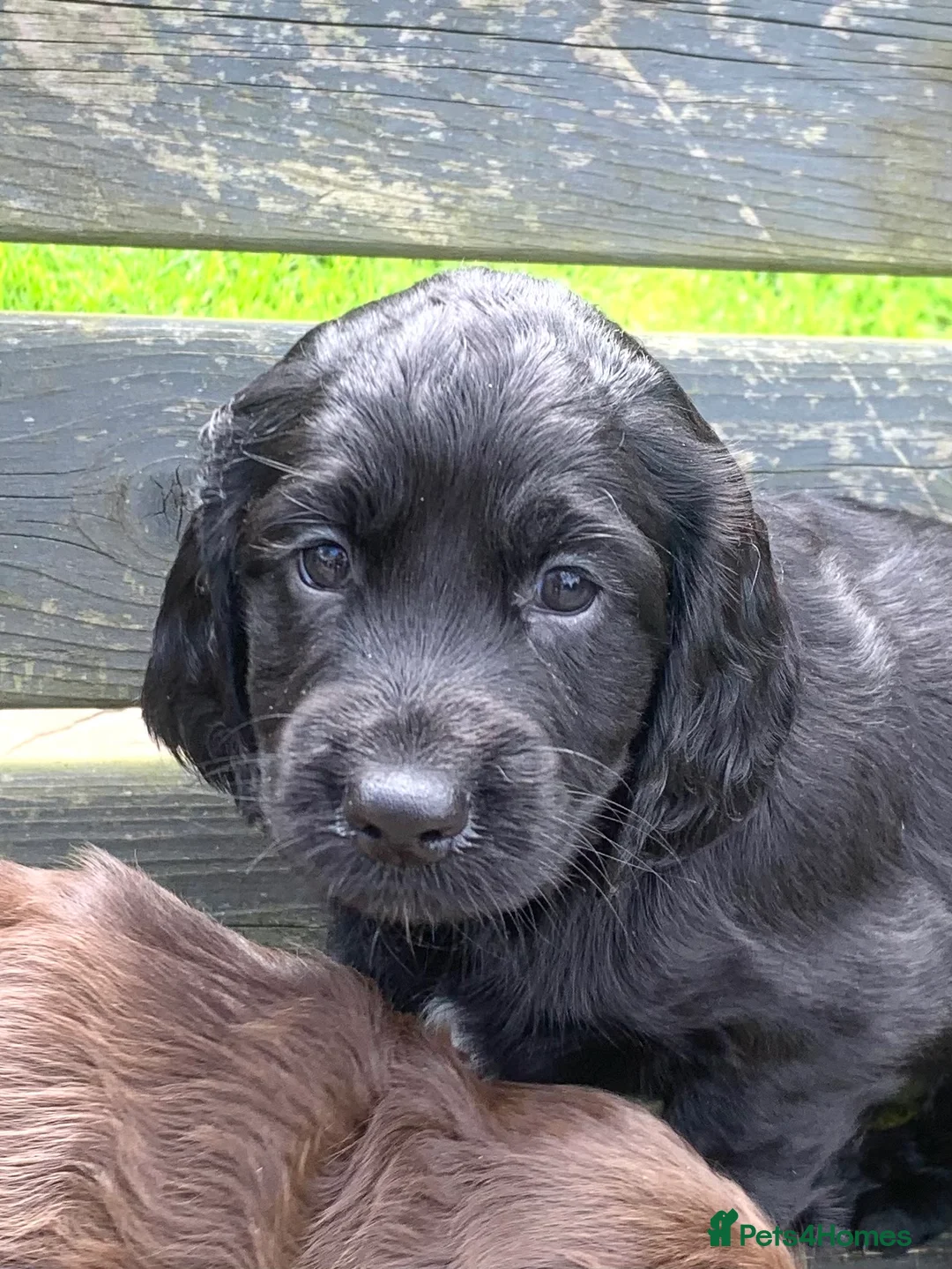 Cocker Spaniel dogs for stud: Boris (Bryn Rhos Major) for stud in Ammanford - Advert 11