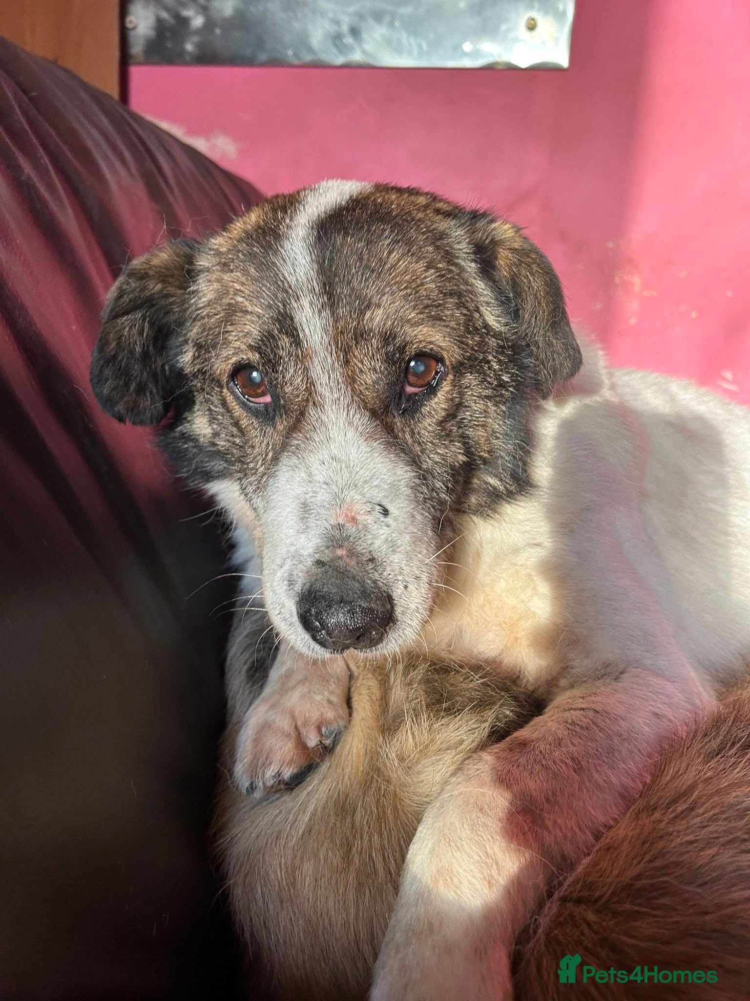 Mixed Breed dogs Roger - Norwich Norfolk  in Norwich - Advert 23