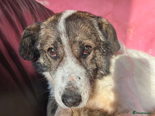 Mixed Breed dogs in Norwich - Advert 20