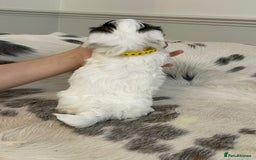 Coton De Tulear dogs for sale: Adorable Havaton puppies  - Image 3
