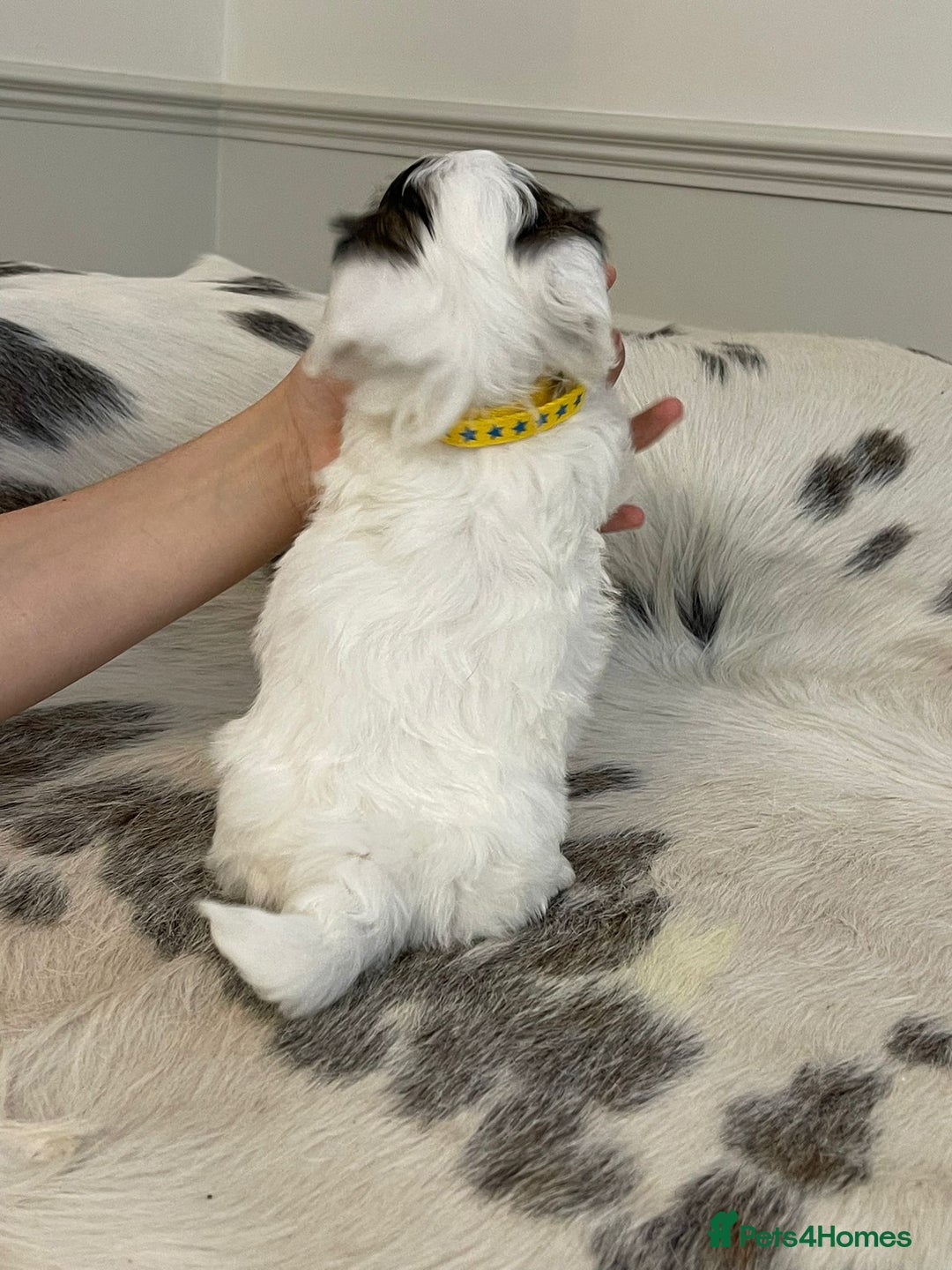 Coton De Tulear dogs for sale: Adorable Havaton puppies  - Image 3