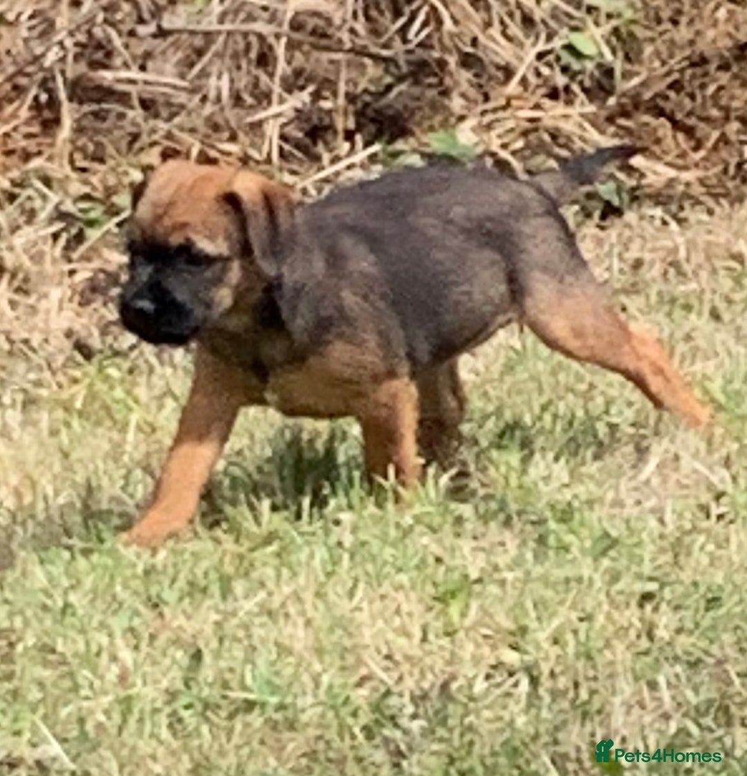 Border Terrier dogs for sale: Champion Bred, For health and temperament  - Image 8