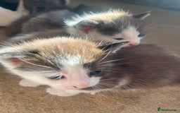 British Shorthair cats for sale: British shorthair x kittens - Image 2