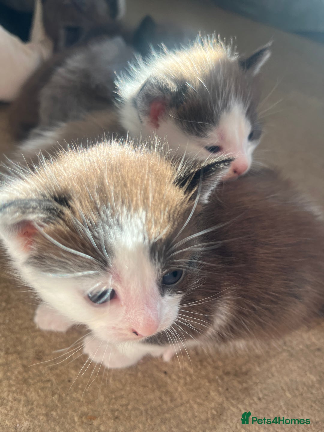 British Shorthair cats for sale: British shorthair x kittens - Image 2
