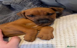 Mixed Breed dogs for sale: whippet mix - Image 11