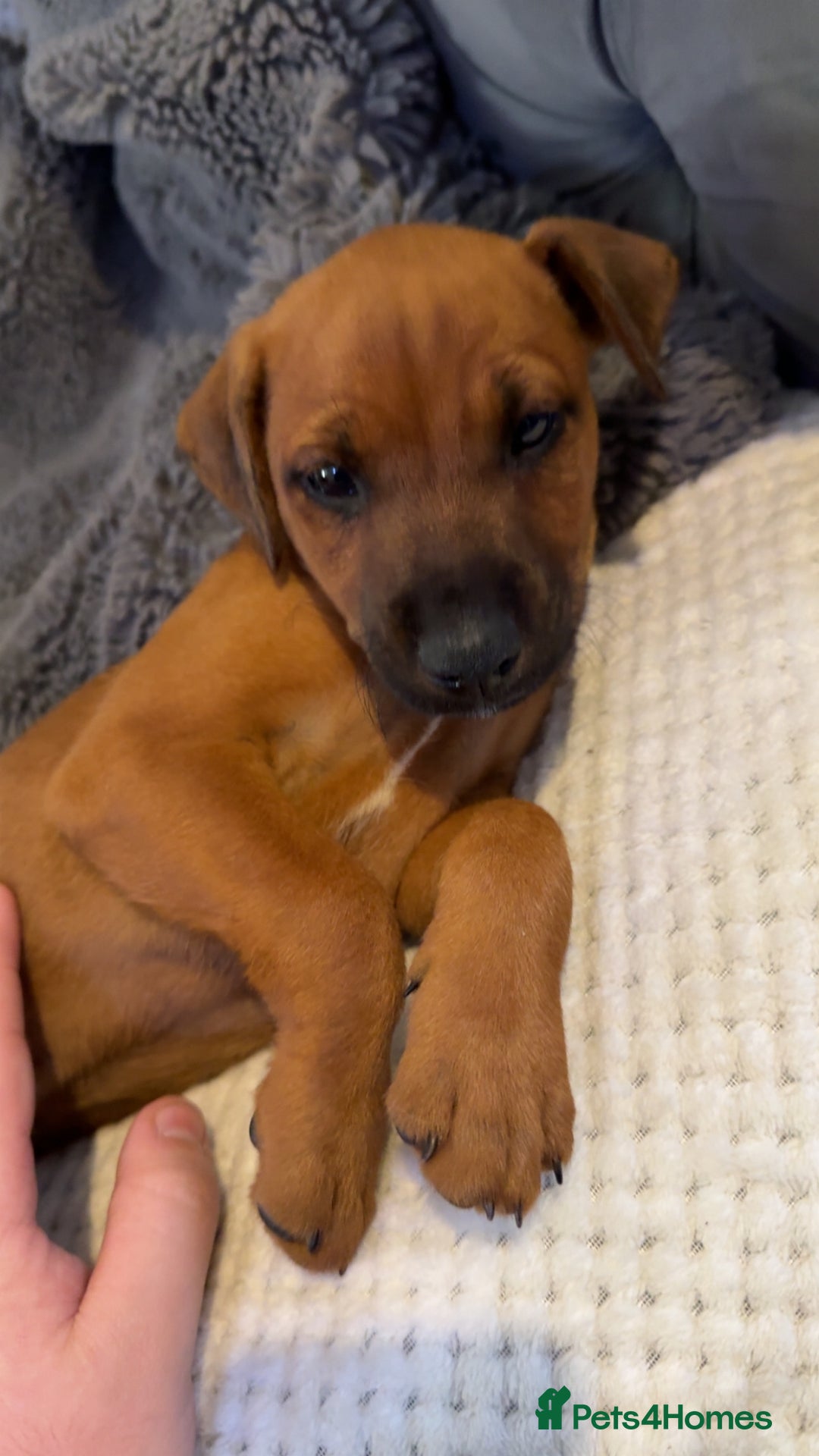 Mixed Breed dogs for sale: whippet mix - Image 11