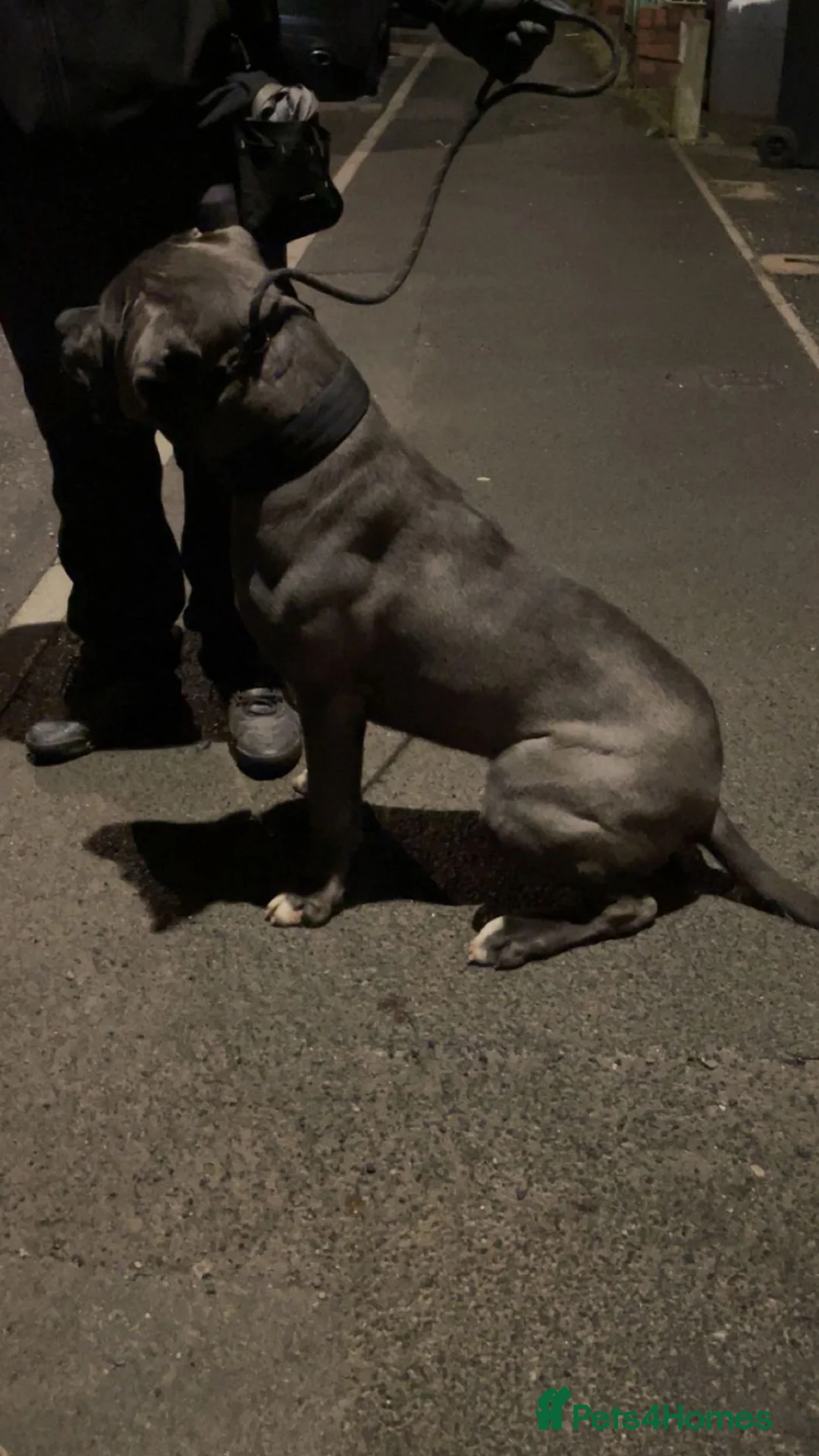 Cane Corso dogs for sale: ICCF Registered Cane Corso in Oldham - Advert 1