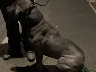 Cane Corso dogs ICCF Registered Cane Corso in Oldham - Advert 1
