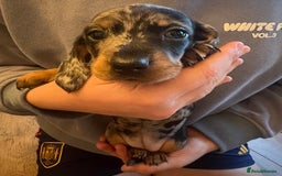 Dachshund dogs for sale: 6 beautiful dachshund puppies for sale - Image 4