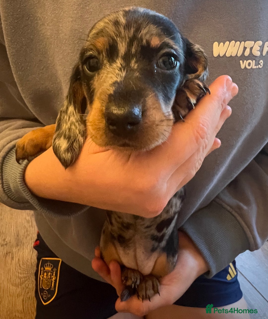 Dachshund dogs for sale: 6 beautiful dachshund puppies for sale - Image 4