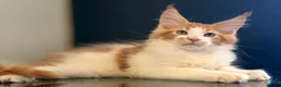 Maine Coon cats for sale: Beautiful maine coon kittens - Advert 14