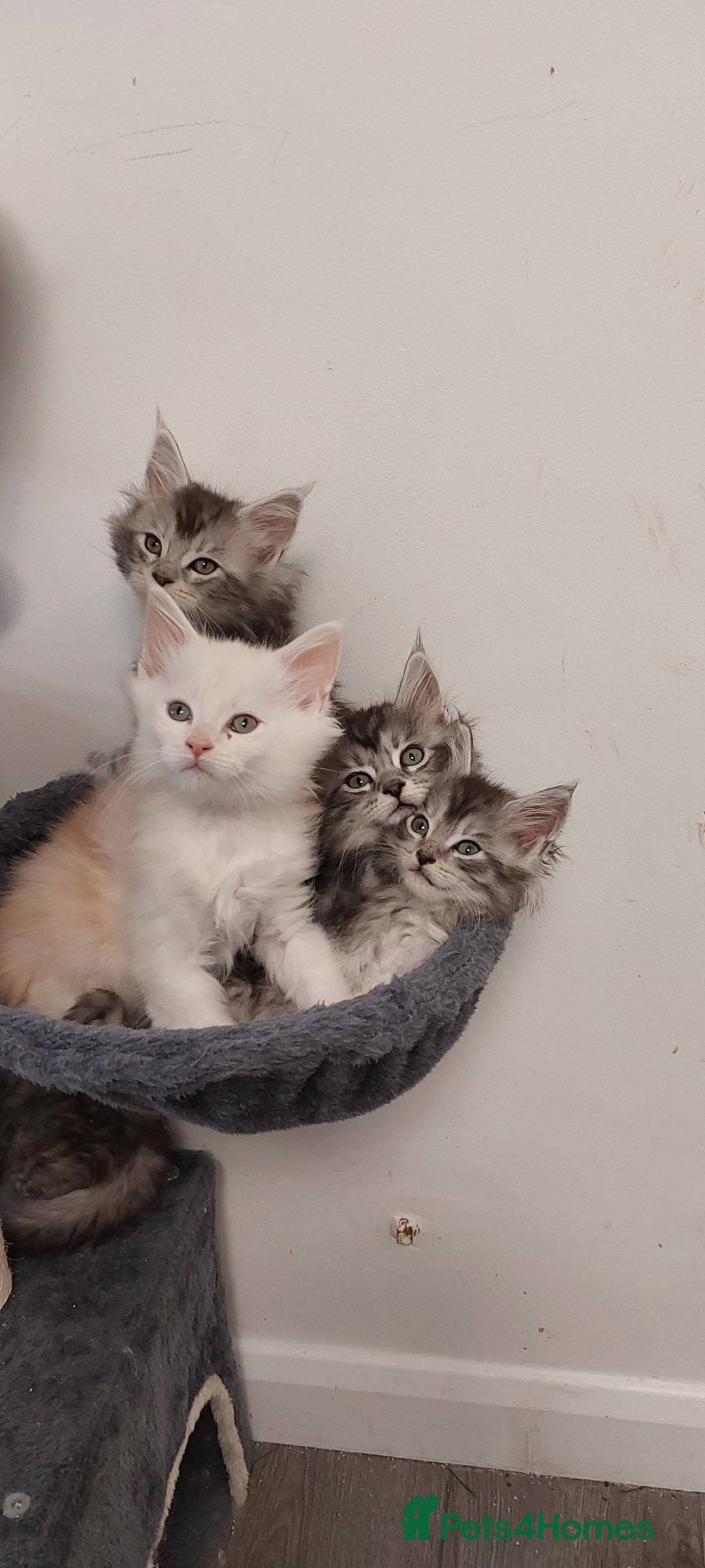 Maine Coon cats for sale: 🐈🐈🐈7 Amazing Maine coons🐈🐈🐈 - Advert 20