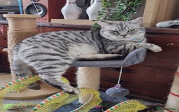 British Shorthair cats for sale: Indoor Cat  - Image 2