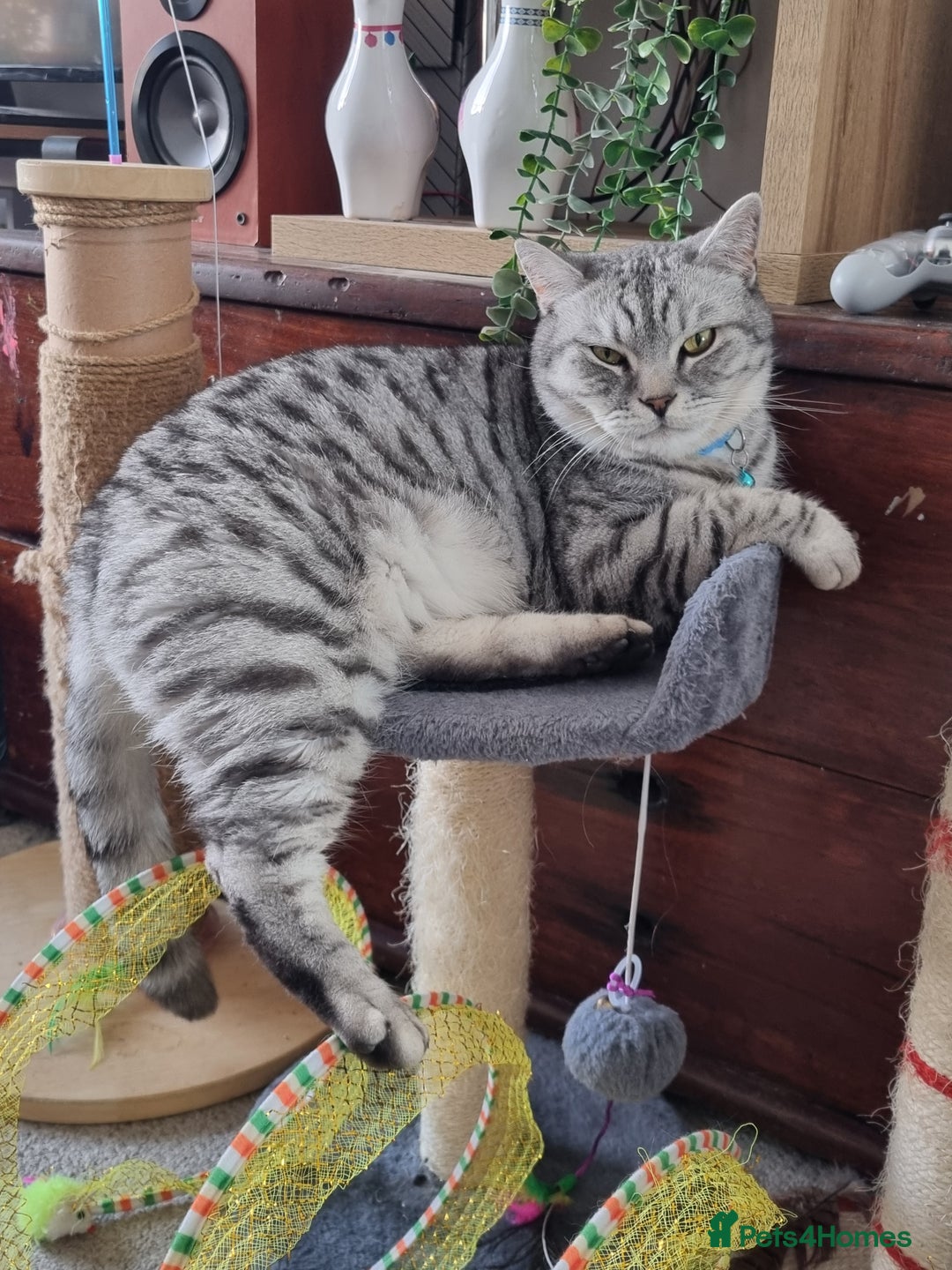 British Shorthair cats for sale: Indoor Cat  - Image 2